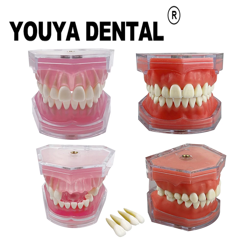 Съемная модель нормальных зубов, мягкая десна, обучающая модель зубов Typodont для практики зубного техника, обучения