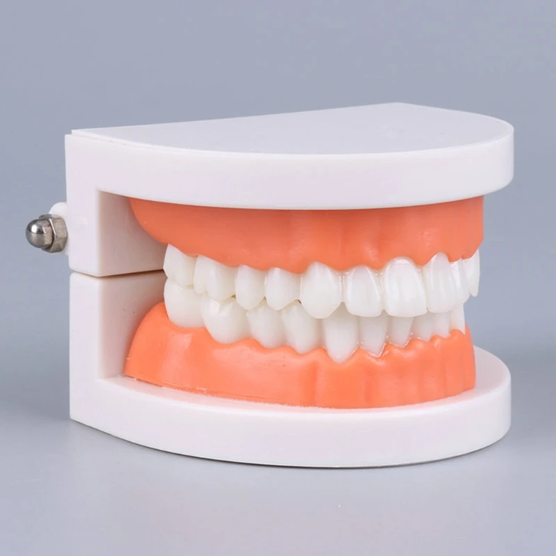 Стандартная модель зубов Для взрослых, Стандартная Демонстрационная Модель Зубного протеза Typodont, Совместимая с Дисплеем для обучения стоматологии для детей